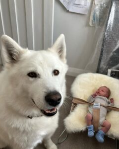 Riley Elliott Instagram - So we had a baby girl!!!! ✨ Sailor Jane Elliott ✨ Born 3rd October, 3.3kg. I’ve held baby sharks before, a few human ones here and there, but never have I experienced something quite like this. After an amazing labour by Amber, where she did 3/4 of the labour at home, we were surrounded by the most incredible team of women at North Shore Hospital. I was instructed by our midwife to catch my very own baby girl as she came into the world. From her very first moment in this world she was eyes open, super inquisitive and has been a dream so far, peacefully observing her new world with us. She’s already been in the water with Great Whites for Shark Week (inside mummy), has a wolf for a brother, and will likely live a very oceanic life. Lots of love little Sailor. And Amber, I am and always will be blown away by your strength and beauty xxx