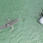 Riley Elliott Instagram - Thank you @sharkweek for another amazing opportunity to share sharks with the world. I hope you all enjoyed it!!! I’m sure there was something for everyone? I would love to know your thoughts? A huge thanks to all the crew who helped make Jaws in the Shallows. The NZ community who have helped fund tags, house our crew, feed us and provide super useful citizen science by reporting great white sightings. Thank you also to @stephendavidentertainment for helping produce our show. Thanks to @discovery for providing me a childhood dream come true. Thanks also to @extremeboats.nz @yamahamarinenz @gfabtrailers @raymarine_nz @mazda_nz for enabling this project with the research vessel and truck to tow it. Thanks to my stunning wife @amberandfriendsphoto for helping tag and present while in first trimester sickness xxx And thanks to awesome ocean hero’s @prideofgypsies @kimi_swimmy @mikecoots for bringing massive exposure and appreciation for the ocean. Jaws in the Shallows isn’t just a tv show, it’s a representation of a greater research project that I am writing up for publication now, in effort to bring better awareness of this endangered species. It’s also a project to help us as ocean users coexist while playing in the sharks domain. I surf in these very waters where there are now Great whites. Time to walk the talk aye;) Shark Week is about the sharks. Without such a platform, without public engagement and support, without brands supporting it, this wouldn’t happen so thank you all for helping us help the sharks.