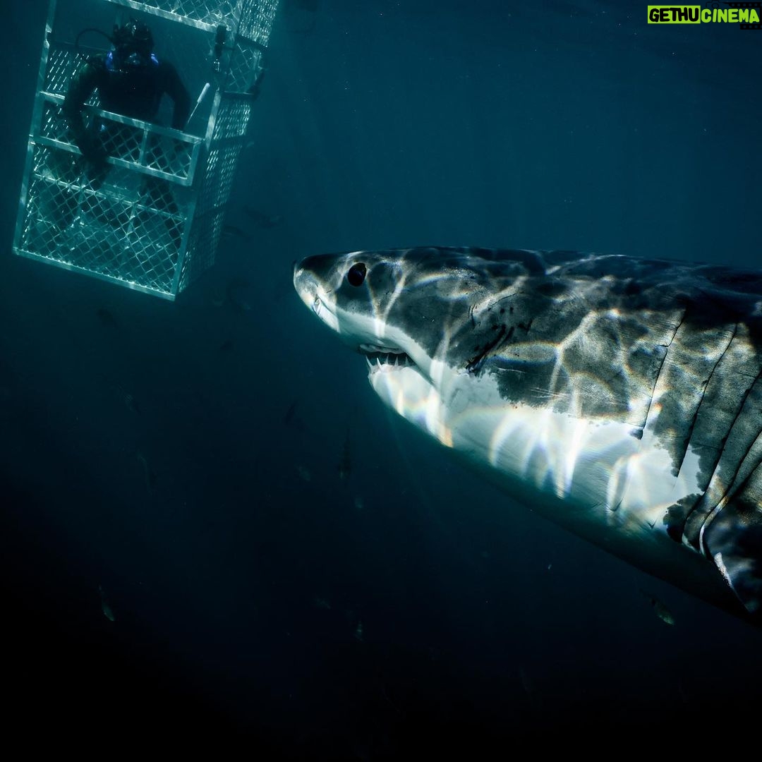 Riley Elliott Instagram - @sharkweek continues!!!! Be sure to tune in on Thursday 27th at 8pm for Jaws in the Shallows A discovery of a new and growing population of Great Whites in New Zealand. My amazing wife @amberandfriendsphoto helps me figure out where they came from, what they are doing and how dangerous it may be for us and them.