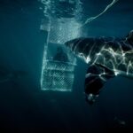 Riley Elliott Instagram - @sharkweek continues!!!! Be sure to tune in on Thursday 27th at 8pm for Jaws in the Shallows A discovery of a new and growing population of Great Whites in New Zealand. My amazing wife @amberandfriendsphoto helps me figure out where they came from, what they are doing and how dangerous it may be for us and them.