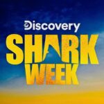 Riley Elliott Instagram - @sharkweek continues!!!! Be sure to tune in on Thursday 27th at 8pm for Jaws in the Shallows A discovery of a new and growing population of Great Whites in New Zealand. My amazing wife @amberandfriendsphoto helps me figure out where they came from, what they are doing and how dangerous it may be for us and them.