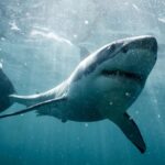 Riley Elliott Instagram - Happy Shark Awareness Day! We are also only a week away from @sharkweek launching in the N hemisphere!!! @discovery channel Shark Week launches 23rd of July. It’s a great opportunity to become more aware of the issues sharks face, how we interact with them and ultimately how we should co exist. This year I had the blessing of an amazing crew to work with, including my amazing wife @amberandfriendsphoto who worked through first trimester sickness while presenting like a pro from a swaying boat. Any mum would know how hellish that would be! But with such a supporting crew and a show concept so important for sharks, we produced a really novel show in NZ called Jaws in the Shallows which airs on Thursday 27th at 8pm on Discovery. Make sure you check it out and see how we follow a colourful history of Great Whites in Nz, tragic encounters, scientific firsts and ultimately a Cinderella type story of great revelations, understanding, public involvement and a research project which removes fear and translates it to fascination. Thank you so much to @discovery @sharkweek for empowering this project, the public for helping fund tags, my crew for being so fun to work with, @stephendavidentertainment for producing a quality show, my wonderful wife, @extremeboats.nz @yamahamarinenz @gfabtrailers @raymarine_nz @mazda_nz for equipping me with the research vessel, @sharkexperiencebluff and of course the incredible sharks.