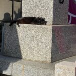 Rin音 Instagram - ねこがねころんでるよ