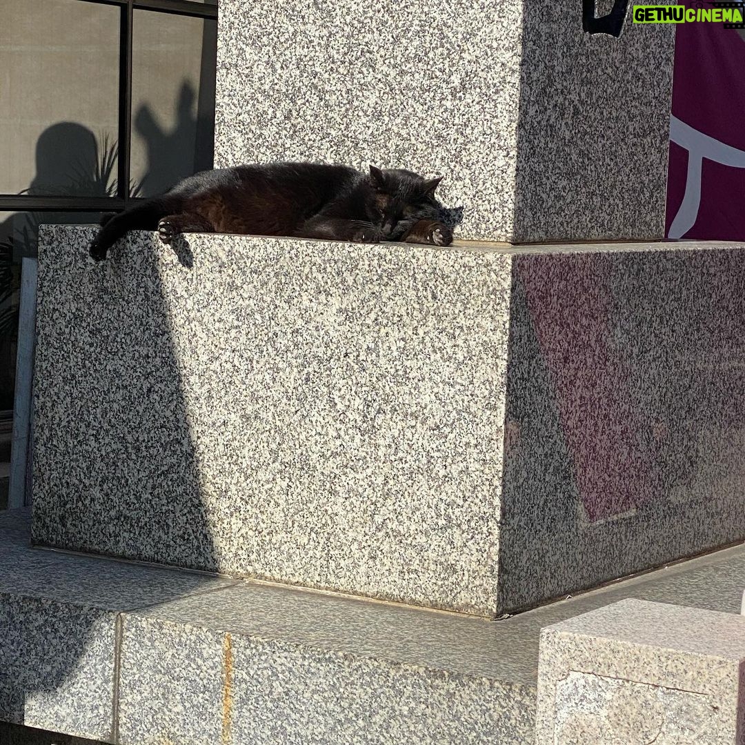 Rinne - 3.7K Likes - ねこがねころんでるよ