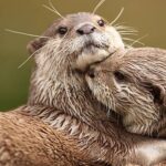Robert Anthony Fish Instagram - @itserinfish My otter 🦦 half! ❤️.. the peas 🫛 to my carrots . I love you baby. Always.. 7.17.22 🐻