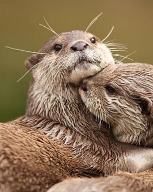 Robert Anthony Fish Instagram - @itserinfish My otter 🦦 half! ❤️.. the peas 🫛 to my carrots . I love you baby. Always.. 7.17.22 🐻