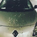 Roberto da Costa Instagram - I think the owner of this car had a “ SHITTY” day 🙈 #shitty #day #car #was #ruled #by #birds #shit #all #over #poor #renault #carwash #some #soap #and #wax #robertodacosta #amsterdam