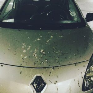Roberto da Costa Instagram - I think the owner of this car had a “ SHITTY” day 🙈 #shitty #day #car #was #ruled #by #birds #shit #all #over #poor #renault #carwash #some #soap #and #wax #robertodacosta #amsterdam