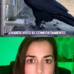 Rocío Vidal Instagram - Estos cuervos son más listos que mucha gente que conozco. Ahora en serio, ¿Cómo es esto posible? 😱 #naturaleza #animales