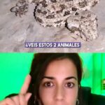 Rocío Vidal Instagram - A veces nada es lo que parece... Espero que soñéis bien esta noche 😇 #naturaleza