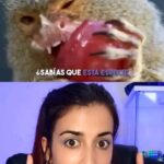 Rocío Vidal Instagram – Los monos monógamos…
Y los humanos, ¿Somos monógamos? ¿Qué pensáis? 
Mañana resolvemos la incógnita en Youtube.
#ciencia #naturaleza