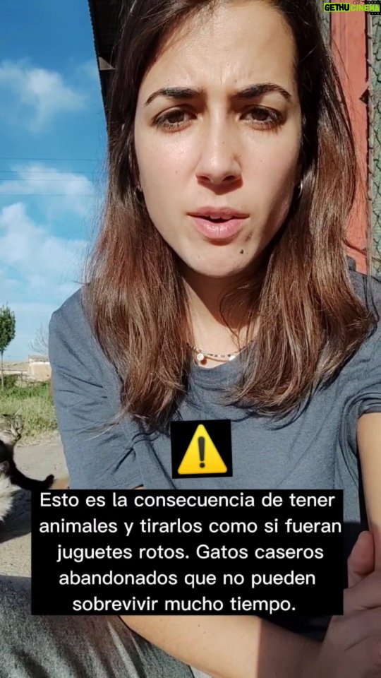 Rocío Vidal Instagram - ⚠️ Caso muy triste, pero no pararé hasta que os pueda contar un final feliz para empezar el año ⚠️ Estos gatitos necesitan un hogar, si podéis acogerlos temporalmente o adoptarlos, contactad con @insmolmanada. Si no, compartid e interactuar para que se viralice y llegue a más gente. Cualquier gesto o ayuda es bienvenido. Hemos llevado uno al hospital en muy mal estado, pero el resto (20) sobrevivirán si los sacamos ya de ahí. Entre todos acabaremos con la tenencia irresponsable, estoy segura ❤️.