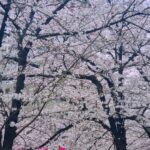 Rock Hyeon Instagram - 🌸 벚꽃아래