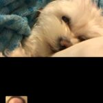 Roisin Conaty Instagram - FaceTiming my babes last night who is being such a good girl & staying with my mum while she is in the joint (self isolating)
