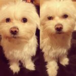 Roisin Conaty Instagram - Harpo does blue steel ❤️