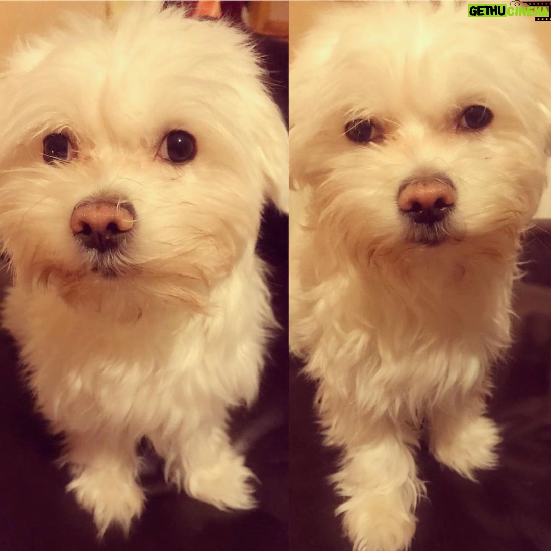 Roisin Conaty Instagram - Harpo does blue steel ❤️