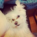 Roisin Conaty Instagram – Harpo takes her first selfie
