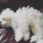 Roisin Conaty Instagram – My Sleepyteddy