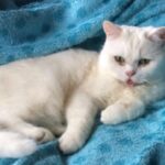 Roisin Conaty Instagram – UPDATE SHE IS HOME, a kindly soul called the brilliant @RSPCA and we got her home late last night, she was bit bedraggled but fine. So happy. Thanks to everyone who shared 

LOST CAT 😢CAMDEN ROAD/ CAMDEN SQUARE AREA LONDON  PLEASE KEEP A LOOK OUT FOR OUR FAMILY CAT MONNIE. She is a house cat and has never been outside she got out in the early hours. She is fairly small and her tongue is normally out a bit, please check your gardens/ sheds and Dm me if you think you may have seen her ❤️thank you