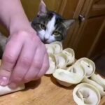 Roman Popov Instagram - Зачем ты прячешь мясов?!! 🤨