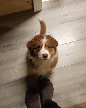 Roman Tomeš Instagram - Je to rok a pár dnů, co jsem tady s ní usínal venku pod pergolou, aby cítila, že je součástí smečky. Teď už to je veliká dáma, co zaplnila náš domov láskou. Bylo to tři dny po, když odešel Akord, můj velký psí brácha.. nedali jsme bez sebe ani krok.. a já si říkal, že už nikdy žádného psa. To místo v srdci vždy bude pouze pro něj, ale jak jsem rád, že ji máme! #Bonnie #Akord
