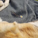 Roman Tomeš Instagram - Je to rok a pár dnů, co jsem tady s ní usínal venku pod pergolou, aby cítila, že je součástí smečky. Teď už to je veliká dáma, co zaplnila náš domov láskou. Bylo to tři dny po, když odešel Akord, můj velký psí brácha.. nedali jsme bez sebe ani krok.. a já si říkal, že už nikdy žádného psa. To místo v srdci vždy bude pouze pro něj, ale jak jsem rád, že ji máme! #Bonnie #Akord