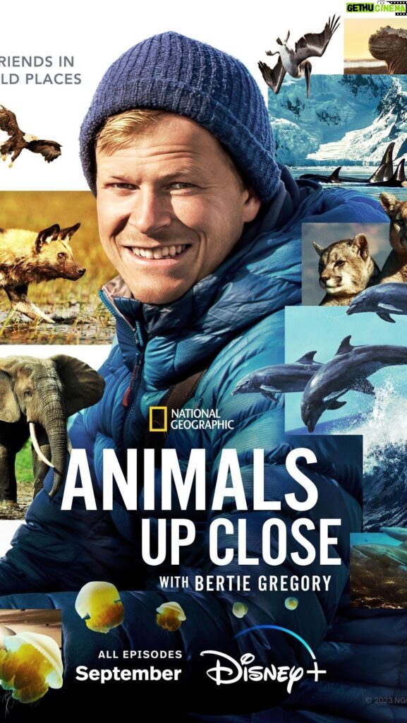 Ronan Donovan Instagram - Check out my friend’s new series #AnimalsUpClose with @bertiegregory now streaming on Disney+. He’s been on some awesome adventures to track down killer whales creating waves in Antarctica, pumas in Patagonia, surfing marine iguanas in the Galapagos, wild dogs hunting for their very cute pups in Botswana and even close calls with jungle elephants in the Central African Republic. The team also showcases the challenges facing these species and celebrates some amazing people working to turnaround the human relationship with the natural world. @disneyplus One of my favorite scenes is in the first episode - Patagonia Pumas - where they captured an interaction between a wild puma and sheep guarding dogs at night. Check it out! Planet Earth