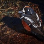 Ronan Donovan Instagram - Unpublished work // I’ll continue on the storytelling thread here with another photo series focused on field biology work directed towards a better understanding of a local bird species here in Montana - the harlequin duck. Like the images in my previous post, these images weren’t taken on assignment, but rather the access and reason for being there was to contribute as a biologist with the survey. There’s a specific balance needed while being asked to be part of a team conducting actual field work and also taking photographs throughout. Clear communication upfront is needed so no one gets annoyed or taken by surprise when you start taking photos. All of the images that I take, while on assignment or otherwise, are always available to the scientists I work with for their presentations, reports and scientific papers. Yes, this is not a sustainable model since most of the work is either unpaid or you’re being paid as a biologist, but the value in the practice and honing your skills as an aspiring photographer is priceless. ⁣ ⁣ Photo 1 - A female harlequin duck with two males in pursuit during the breeding season.⁣ Photo 2 - Sense of place in the mountains of Montana where harlequin ducks breed.⁣ Photo 3 - MT State Avian Biologist Kristina Smucker searching for ducks. ⁣ Photo 4 - A male harlequin duck at home in the fast moving mountain river. ⁣ Photo 5 - With ducks spotted up stream, the team prepares to setup a capture net.⁣ Photo 6 - Stringing the net across the river.⁣ Photo 7 - Measuring the beak of a female harlequin duck.⁣ Photo 8 - Kristina Smucker weighing a male harlequin. ⁣ Photo 9 - A male harlequin before release.⁣ Photo 10 - A male harlequin duck resting on the edge of a mountain river.⁣ ⁣ Always think about the variety of images you need to create a story: scene setting, characters, action, detail, portrait, and closing to name a few. Even if you think a simply as a tight, medium and wide image of a scene you are doing well.