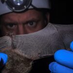 Ronan Donovan Instagram - I’m sharing some older images from 2014 and notes from an IG takeover for @ilcp_photographers. ⁣ ⁣ \ In my previous posts I’ve shown some single images and a couple series on a specific species with the camera trap images. But what’s been lacking in my imagery so far is a story. For those of you asking for advice on this career path, storytelling is one of the most important elements. While a single image can be powerful and can weave a story into its elements, the real power of visual storytelling comes from a series of images, a photo essay. That’s where emotion, context, purpose and impact come into visual storytelling and it was the single biggest ‘aha moment’ for me. I still have much to learn. ⁣⁣⁣ ⁣ ⁣⁣These images represent one of my first attempts at thinking like a storyteller rather than just going out to get pretty photos or a single image of an animal. In 2014, still working as a biologist, I was asked to be part of a team here in Montana that was surveying bat caves ahead of the anticipated arrival of White-Nose Syndrome - a non-native fungus that has been decimating bat populations across the US since it’s discovery in 2006. This post is less about White-Nose Syndrome and more about storytelling and the kinds of images that are common in most visual stories. ⁣⁣⁣ Photo 1 - The team descends into the first of two cave rooms on their way down to the main room - this is an establishing image to set the scene for the images to come⁣⁣⁣ Photo 2 - A member of the team counts hibernating bats as one flies by - a medium image with multiple elements ⁣⁣⁣ Photo 3 - The outstretched wing of a Myotis species of bats for measuring⁣⁣⁣ Photo 4 - A cluster of Myotis species of bats - a portrait or character image ⁣⁣⁣ Photo 5 - Team members swabbing bats for fungus testing - an interaction image of people doing something⁣⁣⁣ Photo 6 - Sunrise over the Missouri River in central Montana - closing image of the bat’s habitat⁣⁣⁣ ⁣ For the aspiring conservation photographers out there, think about the stories that you can tell close to home.