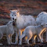 Ronan Donovan Instagram - First photo by @ronan_donovan // A pup bites at a feather while another nuzzles the pack’s aging matriarch, White Scarf (far right). After the last known kill she was part of, White Scarf made sure the pups ate first and later disappeared out on the tundra. Ellesmere Island, Canada 2018. ﻿Other images in order by: @suzieszterhas @tonywu98 @steven_gnam @randyolson @shainblumphotography @JimRichardsonNG @drewtrush @dguttenfelder @argonautphoto ﻿ ﻿The holidays are just around the corner. Looking for a unique gift that also supports conservation?  Spend some time with @Prints.for.Nature, a fine-art print sale featuring 85+ of the world’s top photographers. This is a great opportunity to collect stunning work that usually goes for thousands of dollars. They have been made available by the artists to help support much needed conservation programs in a time of critical need. 100% of net proceeds will support core @Conservationorg initiatives. ﻿ ﻿Prices go up after Nov. 27th, #BlackFriday. Visit www.printsfornature.com (link in profile). ﻿ ﻿Choose from these stunning images from some of the world’s finest photographers and purchase your fine-art prints today at www.printsfornature.com (link in bio.) ﻿ ﻿#conservation #printsfornature #fineart ﻿