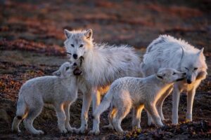 Ronan Donovan Instagram - First photo by @ronan_donovan // A pup bites at a feather while another nuzzles the pack’s aging matriarch, White Scarf (far right). After the last known kill she was part of, White Scarf made sure the pups ate first and later disappeared out on the tundra. Ellesmere Island, Canada 2018.
﻿Other images in order by: @suzieszterhas @tonywu98 @steven_gnam @randyolson @shainblumphotography @JimRichardsonNG @drewtrush @dguttenfelder @argonautphoto
﻿
﻿The holidays are just around the corner. Looking for a unique gift that also supports conservation?  Spend some time with @Prints.for.Nature, a fine-art print sale featuring 85+ of the world’s top photographers. This is a great opportunity to collect stunning work that usually goes for thousands of dollars. They have been made available by the artists to help support much needed conservation programs in a time of critical need. 100% of net proceeds will support core @Conservationorg initiatives.
﻿
﻿Prices go up after Nov. 27th, #BlackFriday. Visit www.printsfornature.com (link in profile).
﻿
﻿Choose from these stunning images from some of the world’s finest photographers and purchase your fine-art prints today at www.printsfornature.com (link in bio.)
﻿
﻿#conservation #printsfornature #fineart
﻿