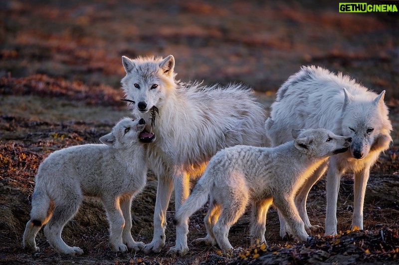 Ronan Donovan Instagram - First photo by @ronan_donovan // A pup bites at a feather while another nuzzles the pack’s aging matriarch, White Scarf (far right). After the last known kill she was part of, White Scarf made sure the pups ate first and later disappeared out on the tundra. Ellesmere Island, Canada 2018. ﻿Other images in order by: @suzieszterhas @tonywu98 @steven_gnam @randyolson @shainblumphotography @JimRichardsonNG @drewtrush @dguttenfelder @argonautphoto ﻿ ﻿The holidays are just around the corner. Looking for a unique gift that also supports conservation?  Spend some time with @Prints.for.Nature, a fine-art print sale featuring 85+ of the world’s top photographers. This is a great opportunity to collect stunning work that usually goes for thousands of dollars. They have been made available by the artists to help support much needed conservation programs in a time of critical need. 100% of net proceeds will support core @Conservationorg initiatives. ﻿ ﻿Prices go up after Nov. 27th, #BlackFriday. Visit www.printsfornature.com (link in profile). ﻿ ﻿Choose from these stunning images from some of the world’s finest photographers and purchase your fine-art prints today at www.printsfornature.com (link in bio.) ﻿ ﻿#conservation #printsfornature #fineart ﻿