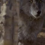 Ronan Donovan Instagram - Except from today’s @washingtonpost article on the announcement that federal protection for gray wolves has ended. “Trump administration officials on Thursday stripped Endangered Species Act protections for gray wolves in most of the U.S., ending longstanding federal safeguards and putting states and tribes in charge of overseeing the predators. The U.S. Department of Interior announcement just days ahead of the Nov. 3 election could lead to resumption of wolf hunts in Michigan, Minnesota and Wisconsin -- a crucial battleground in the campaign between President Donald Trump and former Vice President Joe Biden.” It brings up an interesting discussion as Colorado citizens will have the opportunity to vote for the reintroduction of wolves on the state’s ballot this coming Tuesday. Here’s a video to help provide more context for Coloradans related to the Yellowstone wolf reintroduced.