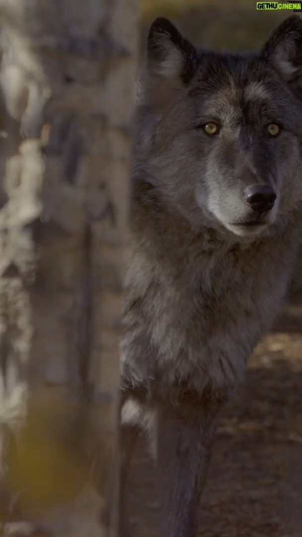 Ronan Donovan Instagram - Except from today’s @washingtonpost article on the announcement that federal protection for gray wolves has ended. “Trump administration officials on Thursday stripped Endangered Species Act protections for gray wolves in most of the U.S., ending longstanding federal safeguards and putting states and tribes in charge of overseeing the predators. The U.S. Department of Interior announcement just days ahead of the Nov. 3 election could lead to resumption of wolf hunts in Michigan, Minnesota and Wisconsin -- a crucial battleground in the campaign between President Donald Trump and former Vice President Joe Biden.” It brings up an interesting discussion as Colorado citizens will have the opportunity to vote for the reintroduction of wolves on the state’s ballot this coming Tuesday. Here’s a video to help provide more context for Coloradans related to the Yellowstone wolf reintroduced.