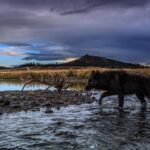 Ronan Donovan Instagram - I’m trying something new here and am now accepting applicants for a Research Assistant position to work on a longterm project titled Human-Predator Coexistence.⁣ ⁣ I am looking for a research assistant, preferably with a graduate degree, to help me collate information surrounding the relationship between humans and predators as part of a longterm Storytelling Fellowship with National Geographic Society @insidenatgeo. I have been working on this topic for the past 5 years and am looking for support with this new fellowship. I want to be able to put most of my energy into field work and creating the visuals for this international comparative project. ⁣ I am not affiliated with a university, this is for a visual storytelling project that I'll be working on in the coming year. ⁣ I am also interested in collaborating with researchers who are already working in the human-predator conflict/tolerance/coexistence space that I’m not already in contact with. ⁣ ⁣ Please feel free to share this with anyone who might be interested. ⁣ ⁣ Link in bio for more information and how to apply. ⁣ Planet Earth