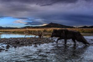 Ronan Donovan Instagram - I’m trying something new here and am now accepting applicants for a Research Assistant position to work on a longterm project titled Human-Predator Coexistence.⁣
⁣
I am looking for a research assistant, preferably with a graduate degree, to help me collate information surrounding the relationship between humans and predators as part of a longterm Storytelling Fellowship with National Geographic Society @insidenatgeo. I have been working on this topic for the past 5 years and am looking for support with this new fellowship. I want to be able to put most of my energy into field work and creating the visuals for this international comparative project. ⁣

I am not affiliated with a university, this is for a visual storytelling project that I'll be working on in the coming year. 
⁣
I am also interested in collaborating with researchers who are already working in the human-predator conflict/tolerance/coexistence space that I’m not already in contact with. ⁣
⁣
Please feel free to share this with anyone who might be interested. ⁣
⁣
Link in bio for more information and how to apply. ⁣