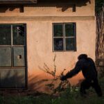 Ronan Donovan Instagram - Text below by @davidquammen from our article in the current issue of National Geographic Magazine @natgeo. This article puts spotlight on a troubling theme across western Uganda where humans and chimpanzees are in competition for resources. ⁣ ⁣ For more than three years after the trauma of her son’s abduction, Ntegeka Semata and her husband, Omuhereza Semata, a farmer, continued to live in their house. They built a bamboo fence around their tiny backyard, enclosing the cooking shed in what they hoped would be a safe zone for the family. “I am scared all the time that other chimpanzees might come back,” Ntegeka said in that earlier interview.⁣ ⁣ But the fence was flimsy, the chimps kept returning, and the Sematas felt under siege. Ntegeka couldn’t work in the garden. The children were sometimes too afraid to eat. Even their goat made piteous noises of fear. By the end of 2017, their house was vacant, with a broken window above the front door. The Sematas had fled and were living a marginalized existence in a rented room at a compound three miles away. They owned no farming land there. “I feel like we’ve been cast back into poverty,” she said.⁣ Meanwhile the remaining windows of their old house reflected only the faces of chimpanzees, which visited regularly, glowering in, confused and provoked by the chimp images mirrored there, which seemed to be glowering out.⁣ ⁣ Learn more about chimps in the current issue of @natgeo magazine, through my posts here and by following the conservation NGO @bulindichimps ⁣⁣ .⁣⁣ .⁣⁣⁣⁣ .⁣⁣⁣⁣ .⁣⁣⁣⁣ .⁣⁣⁣⁣ #chimpanzee #chimp #chimpanzees #chimps #ape #wildlife #conservation #animals #africa #uganda #bulindi #bulindichimps #wildlifephotography #nature #natgeo⁣⁣⁣