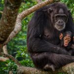 Ronan Donovan Instagram - Rosa and Betty sitting comfortably high in a fig tree in western Uganda. Rosa was an interesting female because she never left her natal community of wild chimpanzees. In order to maintain genetic diversity, the females will leave their family at puberty and go find another community of chimps where they'll live out the rest of their lives. ⁣ ⁣ I find it so fascinating that in such a social and bonded species like chimps that after 16 years the females will never see their family every again. It's one of the least studied behaviors in wild chimps because it would require numerous neighboring communities of chimpanzees to be habituated/studied, which doesn't exist yet. ⁣ ⁣ Learn more about chimps in the current issue of @natgeo magazine, through my posts here and by following the conservation NGO @bulindichimps⁣ .⁣⁣ .⁣⁣ .⁣⁣ .⁣⁣ .⁣⁣ #chimpanzee #chimp #chimpanzees #chimps #ape #wildlife #conservation #animals #africa #uganda #wildlifephotography #nature #natgeo⁣