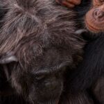 Ronan Donovan Instagram - Another quiet moment between Mususu and her son, Moon. At the time I took this photo, Mususu would have been ~40 years old and Moon was her 4th baby. Mususu was a northern female and I didn’t see her very much. She was shy. Within this wild chimpanzee community that I followed as a researcher in 2011, there were specific sub-groups of females that preferred to keep to a region within community’s territory. Some to the north or to the south and some kept to the center of the territory.     While the total number of chimpanzees in this community was 58 at the time, never in the history of the 40 year study did this group have all 58 members been the same place. Like humans, elephants, bats, and some whale species (to name a few), chimps are a fission-fusion society. Essentially this means that the social structure of chimps is dynamic. A large group of 30 comes together to feed on ripe figs, lets say, while other smaller groups of 4-8 chimps are a few miles away feeding on something else.⁣⁣ It makes for very interesting days following chimps through their equatorial forest, you never know who will show up.  Learn more about chimps in the current issue of @natgeo magazine, through my posts here and by following the conservation NGO @bulindichimps  .⁣⁣  .⁣⁣  .⁣⁣  .⁣⁣  #chimpanzee #chimp #chimpanzees #chimps #ape #wildlife #conservation #animals #africa #uganda #bulindi #bulindichimps #wildlifephotography #nature #natgeo⁣⁣ Uganda
