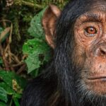 Ronan Donovan Instagram - In response to the overwhelmingly heartfelt comments in regards to yesterday’s somber repost from @michaelnicknichols 1989 photo of the captive chimp, Jo Jo - I decided to provide some current information in regards to lab tests on chimpanzees in the US today. I will also add some more information in my IG story with links to recent articles. ⁣ Overall, the status of laboratory testing in the US is positive in terms of an ethical and human standpoint. From the U.S. Fish and Wildlife Service website:⁣ In 2015, U.S. Fish and Wildlife Service Director Dan Ashe today announced a final rule to classify all chimpanzees, both wild and captive, as endangered under the Endangered Species Act (ESA). The rule uplists captive chimpanzees from threatened status to match that of wild chimpanzees and removes them from a special rule for primates that allowed some activities otherwise prohibited under the ESA.⁣ ⁣ “Extending captive chimpanzees the protections afforded their endangered cousins in the wild will ensure humane treatment and restrict commercial activities under the Endangered Species Act,” Ashe said. “The decision responds to growing threats to the species and aligns the chimpanzee’s status with existing legal requirements. Meanwhile, we will continue to work with range states to ensure the continued survival and recovery of chimpanzees in the wild.”⁣ ⁣ Learn more through my IG story and further at @nonhuman.rights.project feed Planet Earth
