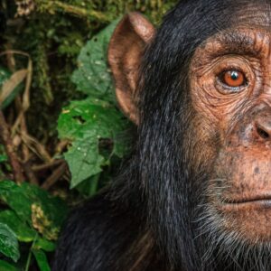 Ronan Donovan Instagram - In response to the overwhelmingly heartfelt comments in regards to yesterday’s somber repost from @michaelnicknichols 1989 photo of the captive chimp, Jo Jo - I decided to provide some current information in regards to lab tests on chimpanzees in the US today. I will also add some more information in my IG story with links to recent articles. ⁣
Overall, the status of laboratory testing in the US is positive in terms of an ethical and human standpoint. From the U.S. Fish and Wildlife Service website:⁣
In 2015, U.S. Fish and Wildlife Service Director Dan Ashe today announced a final rule to classify all chimpanzees, both wild and captive, as endangered under the Endangered Species Act (ESA). The rule uplists captive chimpanzees from threatened status to match that of wild chimpanzees and removes them from a special rule for primates that allowed some activities otherwise prohibited under the ESA.⁣
⁣
“Extending captive chimpanzees the protections afforded their endangered cousins in the wild will ensure humane treatment and restrict commercial activities under the Endangered Species Act,” Ashe said. “The decision responds to growing threats to the species and aligns the chimpanzee’s status with existing legal requirements. Meanwhile, we will continue to work with range states to ensure the continued survival and recovery of chimpanzees in the wild.”⁣
⁣
Learn more through my IG story and further at @nonhuman.rights.project feed