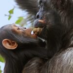 Ronan Donovan Instagram - Here is Moon and Mususu again, wild chimpanzees, having a little group feeding experience in a fig tree. This behavior is referenced in my previous post as 'wadging' and it's basically the process of turning fruits into pulp; sucking the juice out and then discarding the dry remains of the fruit in a ‘wadge’. Moon is the 3 year old son to Mususu and he’s taking advantage of his mother’s strong chewing muscles. All apes, except humans, have a tall ridge on the top of their skull called a sagittal crest. This ridge of bone provides an attachment point for tendons which allow powerful jaw muscles greater leverage in chewing fibrous plant matter. Wild chimps can spend upwards of 8 hours chewing a day - something humans avoid by cooking our food and therefore we lost out sagittal crest over the evolutionary timescale. ⁣ ⁣ Learn more about chimps in the current issue of @natgeo magazine, through my posts here and by following the conservation NGO @bulindichimps ⁣⁣ .⁣⁣ .⁣⁣⁣⁣ .⁣⁣⁣⁣ .⁣⁣⁣⁣ .⁣⁣⁣⁣ #chimpanzee #chimp #chimpanzees #chimps #ape #wildlife #conservation #animals #africa #uganda #bulindi #bulindichimps #wildlifephotography #nature #natgeo⁣⁣⁣ Uganda