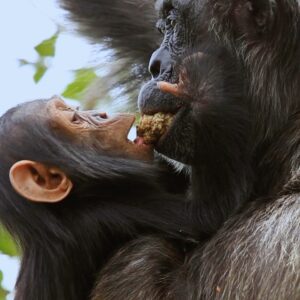 Ronan Donovan Instagram - Here is Moon and Mususu again, wild chimpanzees, having a little group feeding experience in a fig tree. This behavior is referenced in my previous post as 'wadging' and it's basically the process of turning fruits into pulp; sucking the juice out and then discarding the dry remains of the fruit in a ‘wadge’. Moon is the 3 year old son to Mususu and he’s taking advantage of his mother’s strong chewing muscles. All apes, except humans, have a tall ridge on the top of their skull called a sagittal crest. This ridge of bone provides an attachment point for tendons which allow powerful jaw muscles greater leverage in chewing fibrous plant matter. Wild chimps can spend upwards of 8 hours chewing a day - something humans avoid by cooking our food and therefore we lost out sagittal crest over the evolutionary timescale. ⁣
⁣
Learn more about chimps in the current issue of @natgeo magazine, through my posts here and by following the conservation NGO @bulindichimps ⁣⁣
.⁣⁣
.⁣⁣⁣⁣
.⁣⁣⁣⁣
.⁣⁣⁣⁣
.⁣⁣⁣⁣
#chimpanzee #chimp #chimpanzees #chimps #ape #wildlife #conservation #animals #africa #uganda #bulindi #bulindichimps #wildlifephotography #nature #natgeo⁣⁣⁣