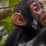 Ronan Donovan Instagram - Another intimate moment between Mususu and Moon - the same mother and son pair from my last post. ⁣ ⁣ Here, 3 year Moon gently grasps his mother's face as he nibbles a piece of pre-chewed figs that his mother had been mashing between her powerful jaws. What Mususu is doing is called 'wadging' and it's basically the process of turning fruits into pulp; sucking the juice out and then discarding the dry remains of the fruit in a ‘wadge’. I will post a video of this came behavior tomorrow. ⁣ ⁣ Chimps can spend upwards of 8 hours chewing a day - something humans avoid by cooking our food. ⁣ ⁣ Learn more about chimps in the current issue of @natgeo magazine, through my posts here and by following the conservation NGO @bulindichimps ⁣⁣ .⁣⁣ .⁣⁣⁣⁣ .⁣⁣⁣⁣ .⁣⁣⁣⁣ .⁣⁣⁣⁣ #chimpanzee #chimp #chimpanzees #chimps #ape #wildlife #conservation #animals #africa #uganda #bulindi #bulindichimps #wildlifephotography #nature #natgeo⁣⁣⁣ Uganda