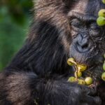 Ronan Donovan Instagram - Mother and son feeding high in canopy of a fig tree in Uganda’s Kibale National Park. The female here is known as Mususu was roughly 40 at the time of this photo and her nursing son, Moon was 3. This community of wild chimps has been studied for ~40 years with every individual’s life history recorded in detail. This These massive figs belong to a Ficus capensis tree species and can provide weeks of ripened fruits for chimps to feed on. ⁣ ⁣ Learn more about chimps in the current issue of @natgeo magazine, through my posts here and by following the conservation NGO @bulindichimps ⁣ ⁣ .⁣⁣⁣ .⁣⁣⁣ .⁣⁣⁣ .⁣⁣⁣ .⁣⁣⁣ #chimpanzee #chimp #chimpanzees #chimps #ape #wildlife #conservation #animals #africa #uganda #bulindi #bulindichimps #wildlifephotography #nature #natgeo⁣⁣⁣
