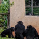 Ronan Donovan Instagram - Text below by @davidquammen from our article in the current issue of National Geographic Magazine @natgeo. This article puts spotlight on a troubling theme across western Uganda where humans and chimpanzees are in competition for resources. I will continue to post on this story in the coming days. Thank you for following along. ⁣ ⁣ The chimps had been coming closer for a year or two, prowling all throughout Kyamajaka village, searching for food, ripping bananas from the trees, grabbing mangoes and papayas and whatever else tempted them. They had helped themselves to jackfruit from a tree near the Semata house. But on July 20, 2014, scary tribulations gave way to horror—a form of horror that has struck other Ugandan families as well. That was the day when a single big chimp, probably an adult male, snatched the Semata family’s toddler son, Mujuni, and killed him.⁣ ⁣ “A chimpanzee came in the garden as I was digging,” Ntegeka Semata recalled during an interview in early 2017. Her four young children were with her that day, as she combined mothering with hard fieldwork, but she turned her back to get them some drinking water. The chimp saw his chance, grabbed her two-year-old son by the hand, and ran.⁣ ⁣ The boy’s screaming brought other villagers, who helped the mother give chase. But the chimp was rough and strong, and the fatal damage occurred fast. “It broke off the arm, hurt him on the head, and opened the stomach and removed the kidneys,” Semata said. Then, stashing the child’s battered body under some grass, the chimp fled. Mujuni was rushed to a health center in a nearby town, Muhororo, but that little clinic couldn’t treat an eviscerated child, and he died en route to a regional hospital.⁣ ⁣ Learn more about this challenging conservation story in the current issue of @natgeo magazine, through my posts here and by following the conservation NGO @bulindichimps that is working on the ground to implement solutions. ⁣ .⁣⁣⁣ .⁣⁣⁣ .⁣⁣⁣ .⁣⁣⁣ .⁣⁣⁣ #chimpanzee #chimp #chimpanzees #chimps #ape #wildlife #conservation #animals #africa #uganda #bulindi #bulindichimps #wildlifephotography #nature #natgeo⁣⁣