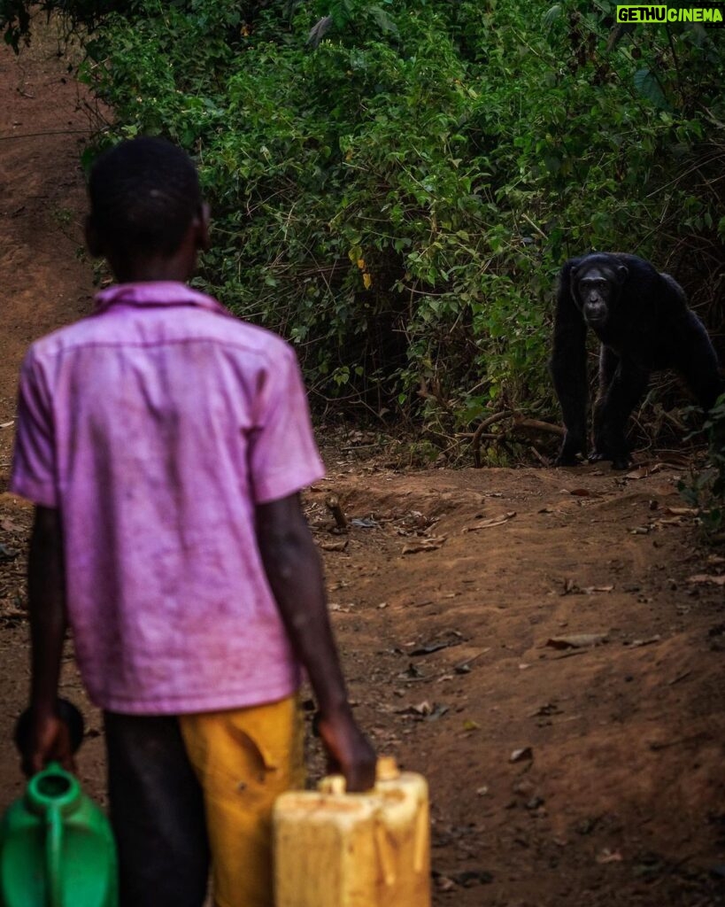 Ronan Donovan Instagram - In the coming days, I will be sharing images and stories from an article David Quammen (@davidquammen) and I worked on that’s printed in the current August issue of National Geographic Magazine (@natgeo) ⁣ ⁣ Locked in a momentary standoff, a boy on his way to collect water meets the gaze of a wild male chimpanzee in the village of Mparangasi in western Uganda. Since our split from a shared ancestor some ~6 million years ago, humans and chimpanzees still share much in common: from diet to raising young to social structure to territoriality, to name a few. As a result, these commonalities have the potential to lead to competition when resources become scarce. In western Uganda, the hand of modern humans has steadily leveled the unprotected forests for timber and to clear land for agriculture. With nowhere to go and not enough wild foods to sustain them, wild chimps across western Uganda have turned to foraging in farmer’s fields for corn, mangos, sugarcane and jackfruit. ⁣ ⁣ As humans continue their global expanse, converting wild lands to meet the needs of our growing population, this kind of scene will only increase until there are no wild lands outside of protected borders. But then what? Will the human lust for land and resources suddenly cease? What if we worked now to find solutions for a sustainable land-use system, not just for chimpanzees, but for humanity? ⁣ ⁣ Luckily, people have dedicated their lives to finding solutions for these issues in western Uganda and beyond. I worked extensively and was guided by the work of Dr. Matthew McLennan and his late fiancé Jacqueline Rohen who started the NGO (@bulindichimps). The above photo was taken with McLennan and Rohen at my side in the village at the core of their work, Bulindi. Please consider donating to their work and learn more through their Instagram feed and the link in my bio. ⁣ .⁣ .⁣ .⁣ .⁣ .⁣ #chimpanzee #chimp #chimpanzees #chimps #ape #wildlife #conservation #animals #africa #uganda #wildlifephotography #nature #natgeo⁣