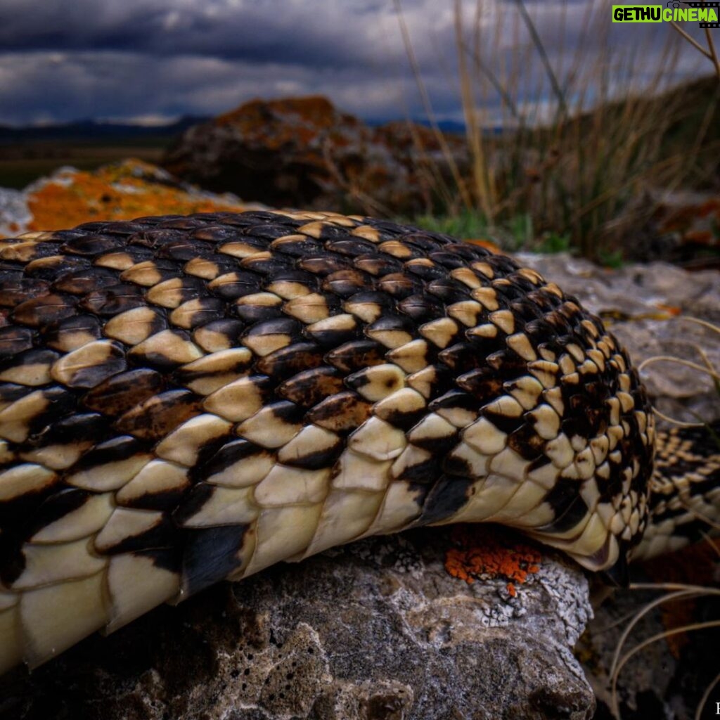 Ronan Donovan Instagram - I took these photos last week as reptiles are becoming more active in spring's warmth. They still like to be close to their hibernaculum hole since snowy days aren't yet over. Who can name this North American snake? Swipe left for another clue. I'll post the answer in the comments section soon... #reptiles #snake #wildlife @venuslaowa