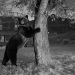 Ronan Donovan Instagram – Images by Michael ‘Nick’ Nichols @michaelnicknichols in collaboration with Yellowstone National Park @yellowstonenps and myself. 
It was June 16th, 2014 when I received a voicemail from Michael ‘Nick’ Nichols @michaelnicknichols. We had never spoken before and he wanted to talk to me about camera traps. I called him back on the train from D.C. to Charlottesville and we immediately began to discuss his need for a  longterm camera trap assistant for a project in Yellowstone. 
The following day, I met with Kathy Moran @kfmoran , at the time the senior natural history editor for National Geographic Magazine, and she officially offered me the position. Kathy said, ‘we’ll give you two weeks to start since you’ve never met Nick and you need to have that first date.’ Two weeks turned into nearly two years working with Nick and it’s remained the most formative time in my career. Spending that time with Nick and his wife Reba in the field was a rare opportunity to learn from a master artist, technician, and storyteller.  Nick is a mentor, but more importantly, he’s my friend. •
Nick has a new retrospective book coming out soon with a limited first run needed to reach 500 copies sold before the publisher begins the next run. Find a link with more info in Nick’s profile @michaelnicknichols
•
From the publisher:
WILD is famed wildlife photographer Michael Nichols’ choice of his favorite images. Presented in chronological order from the beginning of his career in 1980, when he used Transparency film and was a Magnum photographer, until 2016, when he had embraced digital capture as the editor at large of National Geographic magazine. Shown without words to explain the images, Nichols is asking the viewer to “look and feel.”
•
“This book is to be displayed and left open to a page that sings for a time. It is as if I had made 240 limited edition prints of my career and had given them to all of you …this is truly meant as a BOOK for FRIENDS.
If you are one of the first 500 people to order this book, you are helping to pay for the printing. You get a dedication, as well as the book and a fine art print.”
– Michael Nichols