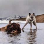 Ronan Donovan Instagram – Today, March 21st, marks the 25 year anniversary of the first wolves released into the wilds of Yellowstone National Park. It took decades of hard work by a passionate group of Conservationists, NGOs and politicians to make this restoration effort possible. Thank you for your efforts. Under the bipartisan supported Endangered Species Act, the gray wolf became protected in the lower-48 in 1974. The loss of Wilderness and Wildthings was felt across the nation at that time and the gray wolf was the final piece to restore the Yellowstone Ecosystem to its historic glory – before Europeans and market hunters/trappers changed the West forever. Today, Yellowstone’s roughly 100 wolves represent one of the great restoration stories of the last century. I hope you all have the chance to one day hear a wild wolf pack howling in the distance. If you’re interested to learn more, there are dozens of books on the topic, but a few notable titles are : Decade of the Wolf, Of Wolves and Men, and American Wolf @yellowstonenps @nationalparkservice #wolves #wolf #mrblue #yellowstone #yellowstonenationalpark